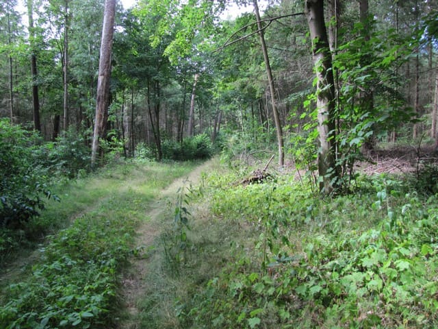 Naturlehrpfad Weinberg