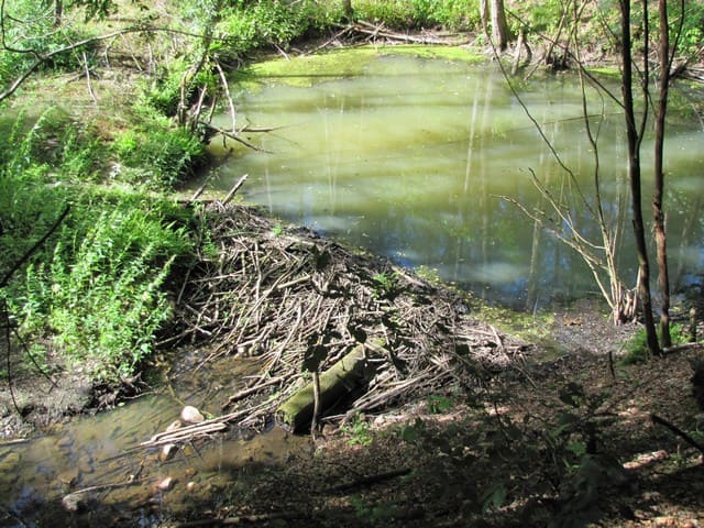 Biber-Staudamm am Nettelgraben