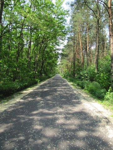 Straße nach Börnicke