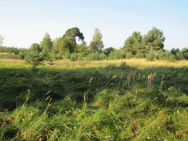 Schönower Heide