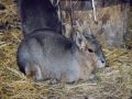 Zoo Eberswalde, Maras