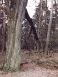 bei Helenenau