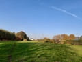 Hoheneiche