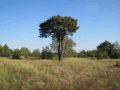 Schönower Heide