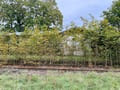 Bahnhof Göttin<BR />Foto von Ulrich Gießmann