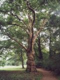 Schlosspark