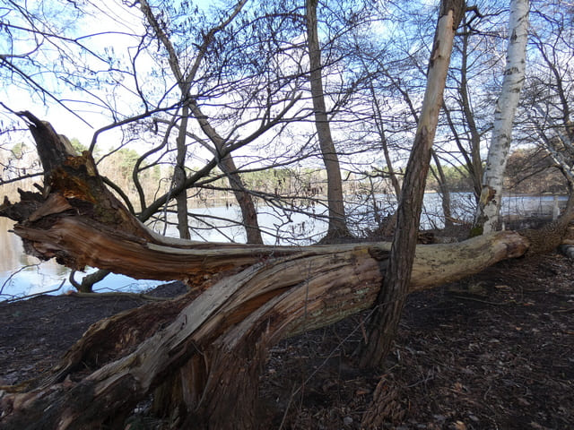 Kleiner Tonteich - Ostufer