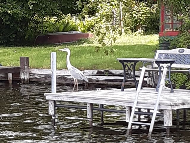 Ein Reiher zu Besuch