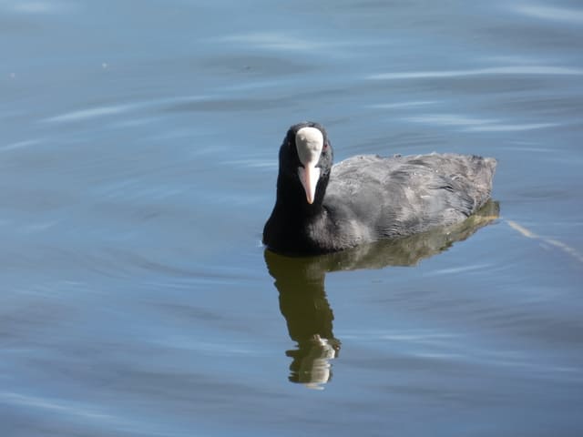 Blässhuhn am Zeuthener See