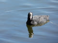 Blässhuhn am Zeuthener See