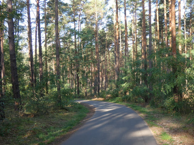 Springseeweg