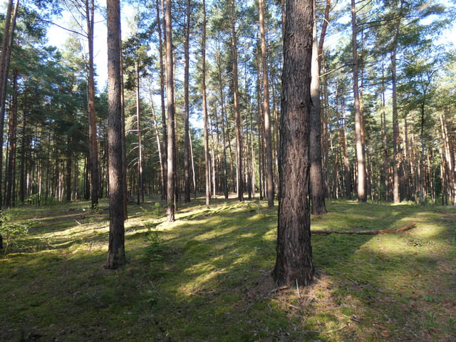 Landschaft am Springseeweg