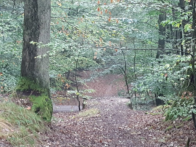 Reste der Rauener Waldschanze