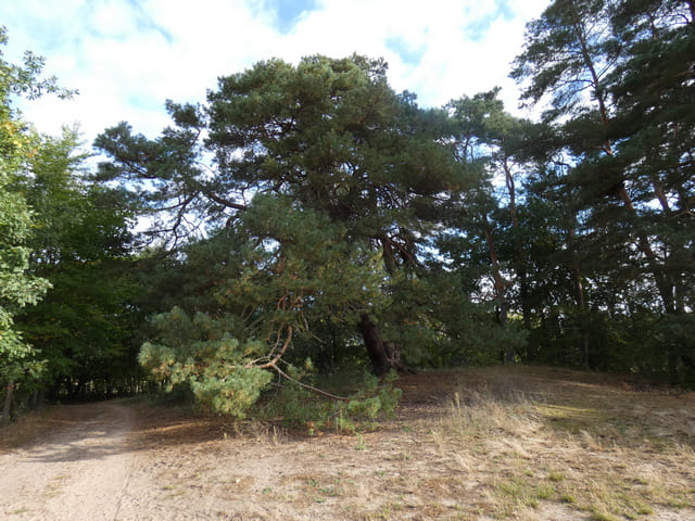 Malerkiefer bei Storkow (Mark)