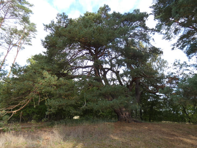Malerkiefer bei Storkow (Mark)