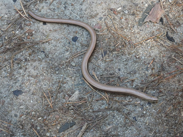 Blindschleiche