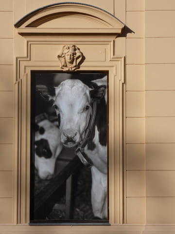 Schloss Altranft, Fensterdekoration
