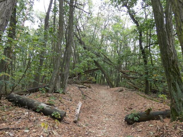 Poetensteig bei Jenashöhe