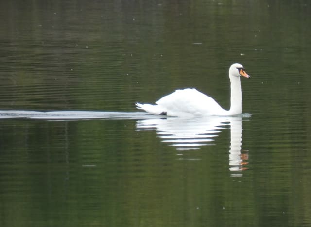 Begegnung auf dem Buckowsee