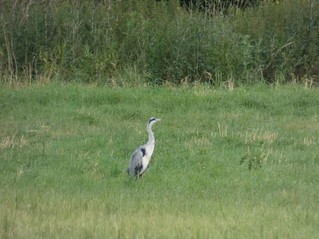 Graureiher im Erpetal
