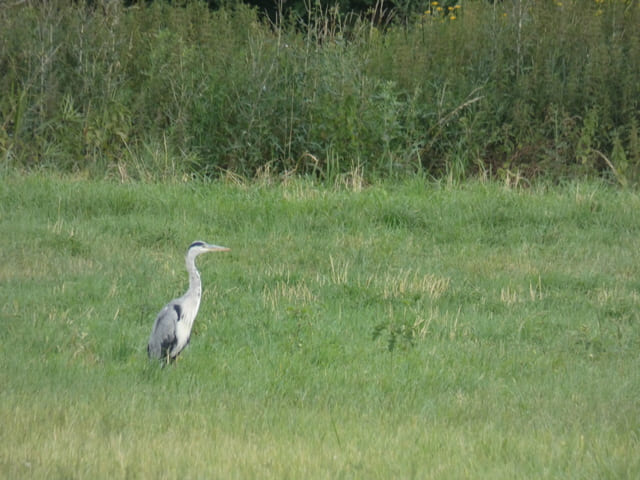 Graureiher im Erpetal