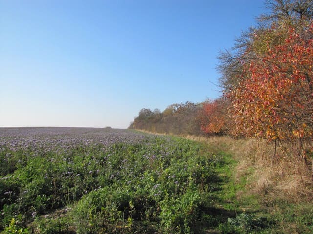 Landschaft bei Liebenhof
