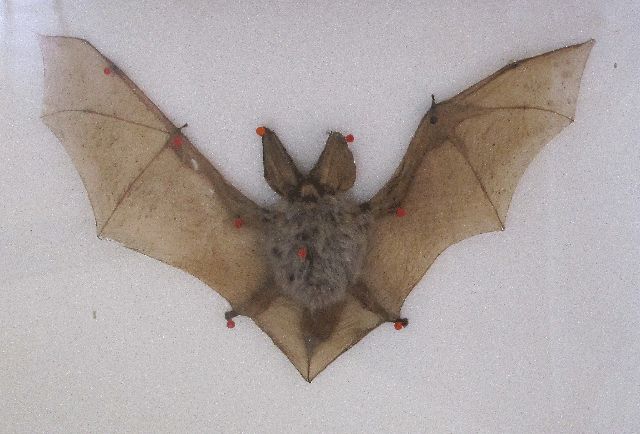 Ausstellung im Fledermausmuseum