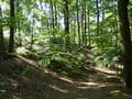 Wanderweg zum Baasee