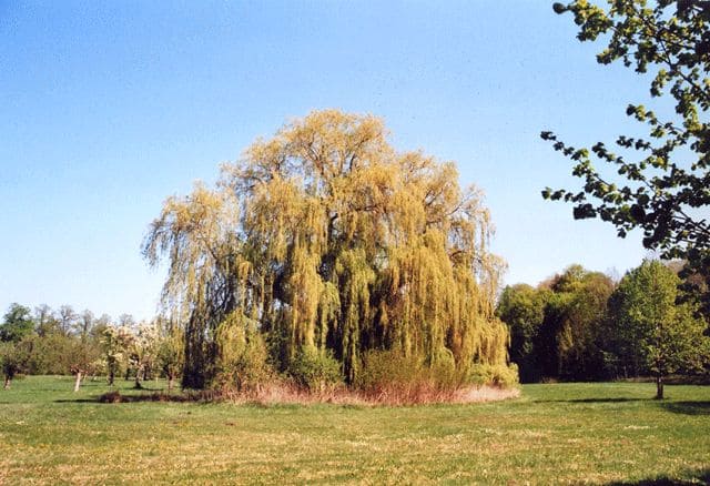 Schlosspark