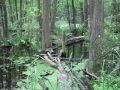 Briesetal