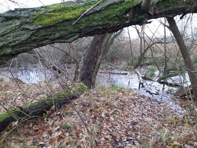 Sumpfgebiet am Fahrlander See