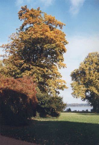 Schlosspark Caputh
