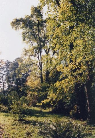 Schlosspark Caputh