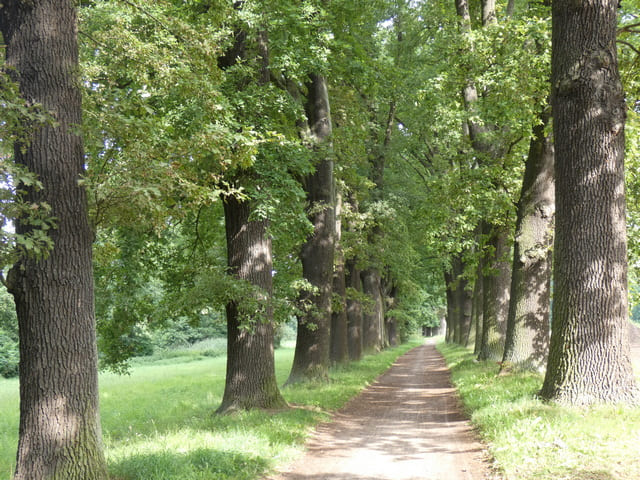 Weg vom Kloster Richtung Klostersee