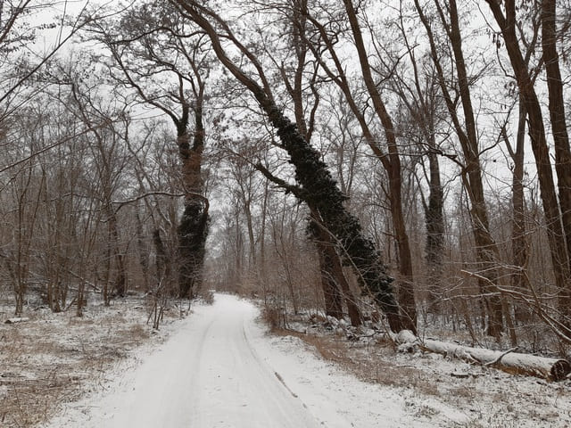 Zur Hasenheide