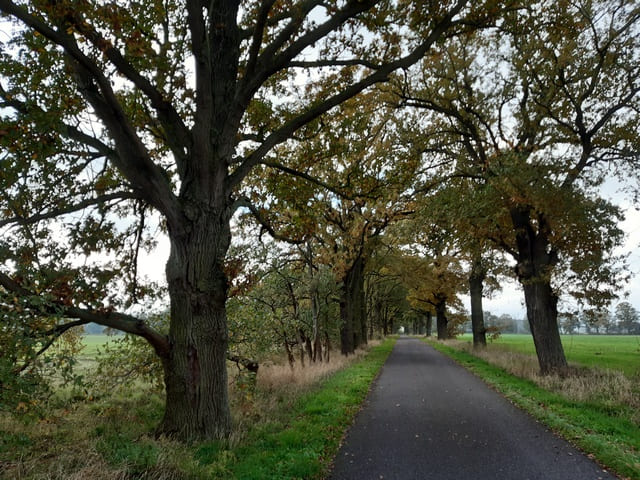 Allee von Rosenthal Richtung Warchau