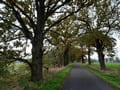 Allee von Rosenthal Richtung Warchau