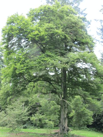 Alter Baumbestand im Schlosspark