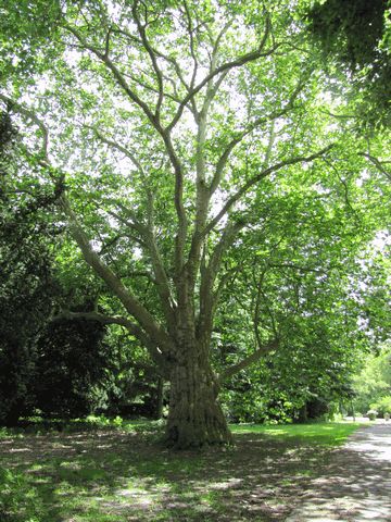 Platane im Schlosspark