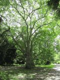 Platane im Schlosspark