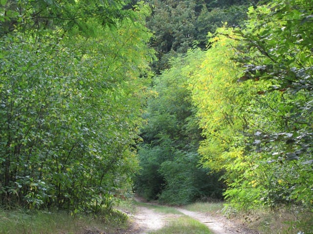 Im Grumsiner Forst bei Altkünkendorf