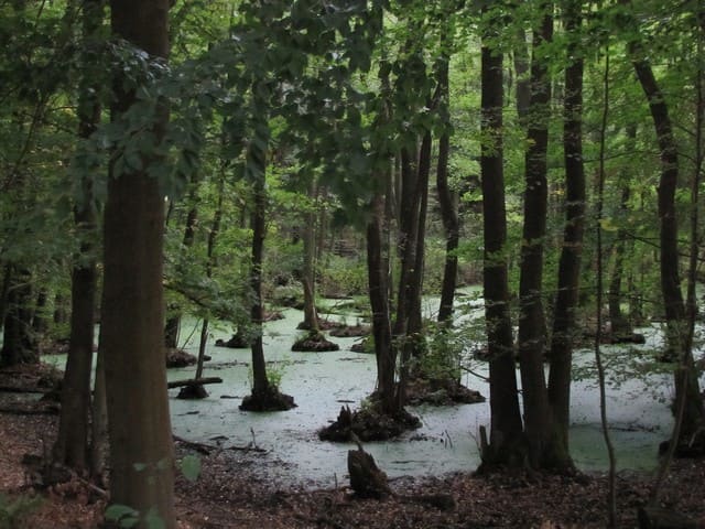 Moor im Grumsiner Forst