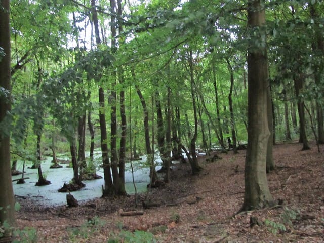 Moor im Grumsiner Forst