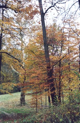Schlosspark