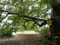 Linde auf dem Kirchhof (Naturdenkmal)