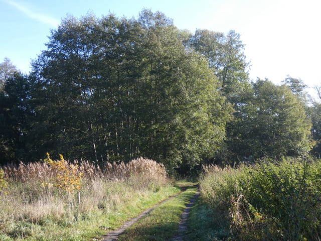 Am Kiefernweg