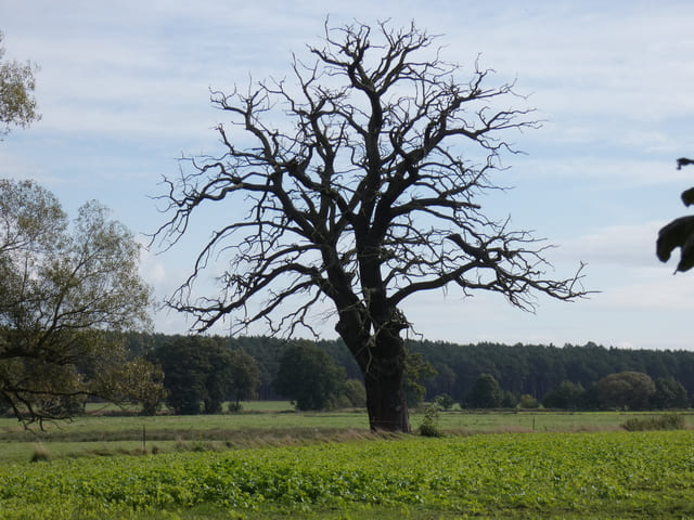 Landschaft am Dahme-Mühlen-Weg