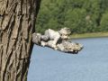 Kleine Wesen am Groß Leuthener See