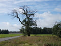 Landschaft am Dahme-Mühlen-Weg