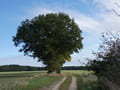 Landschaft bei Sagritz